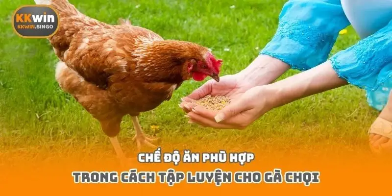 Chế độ ăn phù hợp trong cách tập luyện cho gà chọi