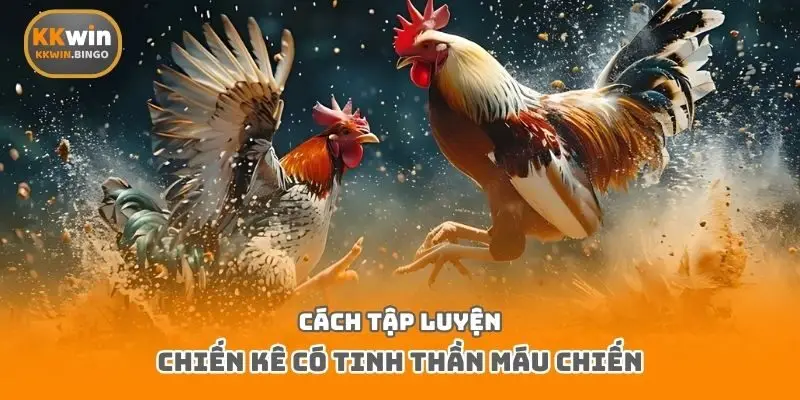 Cách tập luyện chiến kê có tinh thần máu chiến
