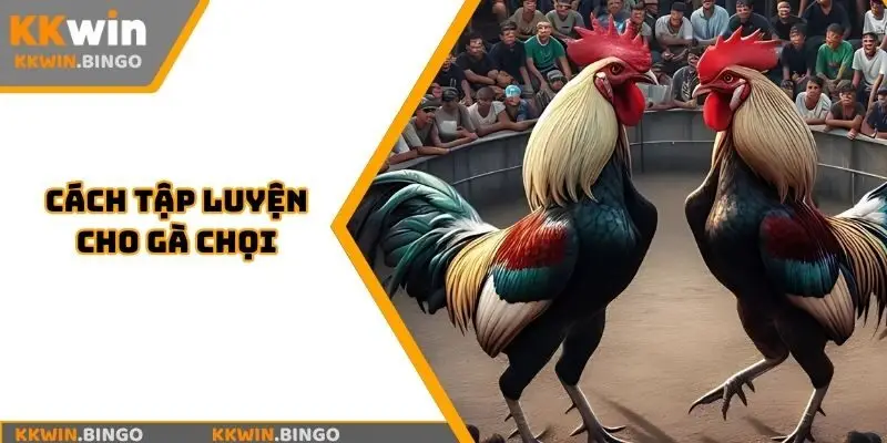 Cách tập luyện cho gà chọi