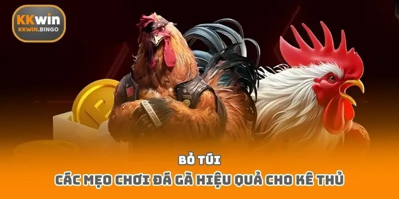 Bỏ túi các mẹo chơi đá gà hiệu quả cho kê thủ