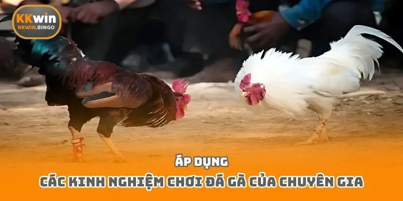 Áp dụng các kinh nghiệm chơi đá gà của chuyên gia