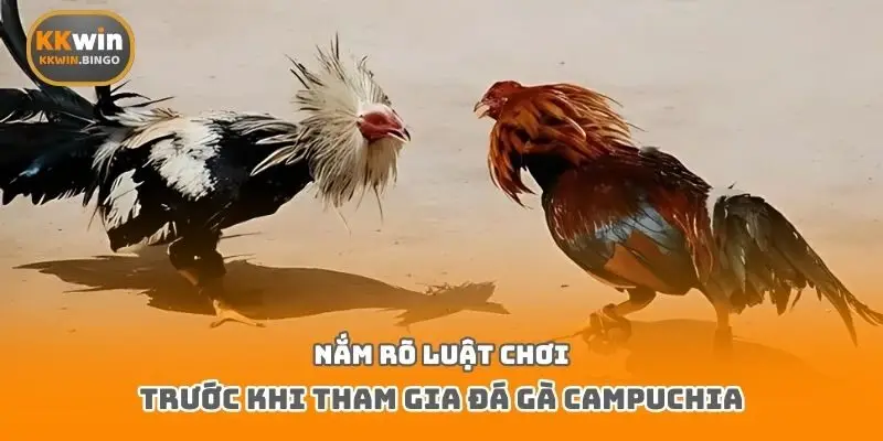 Nắm rõ luật chơi trước khi tham gia đá gà Campuchia