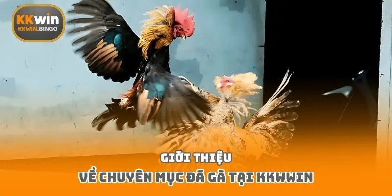 Giới thiệu về chuyên mục đá gà tại Kkwwin
