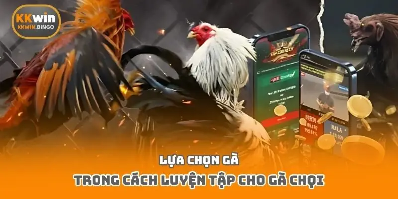 Lựa chọn gà trong cách luyện tập cho gà chọi